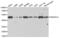 Protein Kinase CAMP-Dependent Type I Regulatory Subunit Alpha antibody, abx000892, Abbexa, Western Blot image 