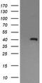 p38 MAPK antibody, LS-C174532, Lifespan Biosciences, Western Blot image 