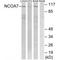 Nuclear Receptor Coactivator 7 antibody, A05814, Boster Biological Technology, Western Blot image 