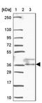 RALY RNA Binding Protein Like antibody, NBP2-33768, Novus Biologicals, Western Blot image 