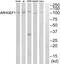 Rho Guanine Nucleotide Exchange Factor 1 antibody, PA5-39416, Invitrogen Antibodies, Western Blot image 