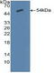 Sodium Channel Epithelial 1 Alpha Subunit antibody, LS-C373129, Lifespan Biosciences, Western Blot image 