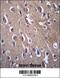 PON2 antibody, 56-756, ProSci, Immunohistochemistry paraffin image 