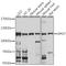 Exportin 7 antibody, A09310, Boster Biological Technology, Western Blot image 