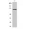 Myeloid Zinc Finger 1 antibody, LS-C384727, Lifespan Biosciences, Western Blot image 