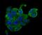 Endoplasmic Reticulum Protein 29 antibody, NBP2-75483, Novus Biologicals, Immunofluorescence image 