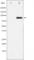 ATR Interacting Protein antibody, abx010434, Abbexa, Western Blot image 