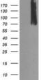 Calpain 9 antibody, NBP2-01305, Novus Biologicals, Western Blot image 