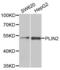 Perilipin 2 antibody, abx004795, Abbexa, Western Blot image 