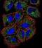 Phospholipase C Like 2 antibody, PA5-71617, Invitrogen Antibodies, Immunofluorescence image 