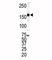 Erb-B2 Receptor Tyrosine Kinase 4 antibody, F50605-0.4ML, NSJ Bioreagents, Western Blot image 