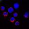 Granzyme B antibody, AF1865, R&D Systems, Immunofluorescence image 
