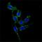 Protein Tyrosine Kinase 2 antibody, NBP1-47494, Novus Biologicals, Immunofluorescence image 
