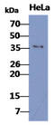 BUB3 Mitotic Checkpoint Protein antibody, GTX57601, GeneTex, Western Blot image 