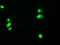 c-Myc antibody, TA500004, Origene, Immunofluorescence image 