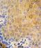 Keratin-9 antibody, abx033315, Abbexa, Immunohistochemistry frozen image 