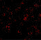 Leucine Rich Repeat And Fibronectin Type III Domain Containing 2 antibody, 5067, ProSci, Immunofluorescence image 