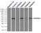 Alpha-1-antitrypsin antibody, LS-B10260, Lifespan Biosciences, Immunoprecipitation image 