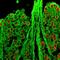 Neuronal Nuclei antibody, orb47912, Biorbyt, Immunocytochemistry image 