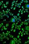 Cystatin A antibody, GTX53962, GeneTex, Immunocytochemistry image 