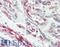 Caspase 2 antibody, LS-B475, Lifespan Biosciences, Immunohistochemistry paraffin image 