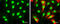 High Mobility Group Box 1 antibody, GTX101277, GeneTex, Immunofluorescence image 