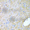 Inhibin Subunit Alpha antibody, A1734, ABclonal Technology, Immunohistochemistry paraffin image 