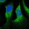 WD Repeat Domain 83 Opposite Strand antibody, HPA065685, Atlas Antibodies, Immunofluorescence image 