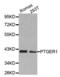 Prostaglandin E Receptor 1 antibody, abx002137, Abbexa, Western Blot image 