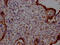 Prostaglandin E Receptor 2 antibody, CSB-RA585843A0HU, Cusabio, Immunohistochemistry frozen image 
