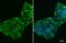 Cellular Communication Network Factor 2 antibody, GTX635865, GeneTex, Immunocytochemistry image 