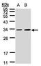 MAF1 Homolog, Negative Regulator Of RNA Polymerase III antibody, PA5-21791, Invitrogen Antibodies, Western Blot image 