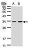 Repressor of RNA polymerase III transcription MAF1 homolog antibody, PA5-21791, Invitrogen Antibodies, Western Blot image 