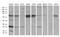 Transcription Elongation Factor A N-Terminal And Central Domain Containing 2 antibody, M14504, Boster Biological Technology, Western Blot image 