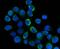 Coagulation Factor XI antibody, A00989-1, Boster Biological Technology, Immunofluorescence image 