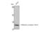 Olfactory receptor OR11-231 antibody, STJ94652, St John