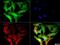 Calreticulin antibody, NBP1-47518AF488, Novus Biologicals, Immunocytochemistry image 