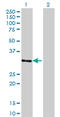 Zinc Finger Protein 397 antibody, LS-C134109, Lifespan Biosciences, Western Blot image 