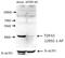 TAR DNA Binding Protein antibody, 12892-1-AP, Proteintech Group, Western Blot image 