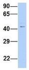 TraB Domain Containing antibody, GTX46982, GeneTex, Western Blot image 