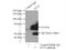 Synaptotagmin 1 antibody, 14511-1-AP, Proteintech Group, Immunoprecipitation image 