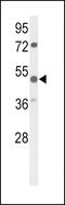 Matrix-remodeling-associated protein 2 antibody, 63-892, ProSci, Western Blot image 