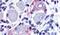 G Protein-Coupled Receptor 149 antibody, PA5-32801, Invitrogen Antibodies, Immunohistochemistry frozen image 