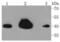 Heterogeneous Nuclear Ribonucleoprotein C (C1/C2) antibody, NBP2-67656, Novus Biologicals, Western Blot image 