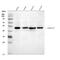 SMAD Family Member 7 antibody, A00784-2, Boster Biological Technology, Western Blot image 