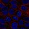 BMP And Activin Membrane Bound Inhibitor antibody, HPA010819, Atlas Antibodies, Immunofluorescence image 