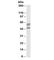 Autoimmune regulator antibody, R35463-100UG, NSJ Bioreagents, Western Blot image 