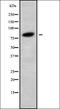 Phosphoinositide-3-Kinase Regulatory Subunit 6 antibody, orb338547, Biorbyt, Western Blot image 
