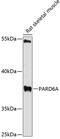 PARD6A antibody, 14-614, ProSci, Western Blot image 