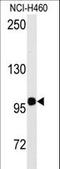 Homeodomain Interacting Protein Kinase 2 antibody, LS-B9059, Lifespan Biosciences, Western Blot image 